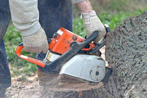 How Our Tree Care Process Works  in  Pleasant Hill, PA